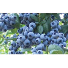 IQF Congelamento Orgânico Blueberry Zl-160003